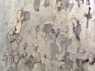 Natural environmental textured platan bark, sycamore tree bark background