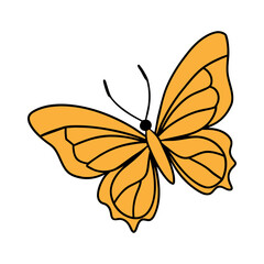 butterfly on white background