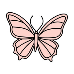 butterfly on white background