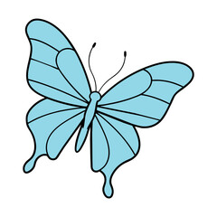 butterfly on white background