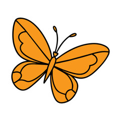 butterfly on white background