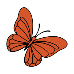 butterfly on white background