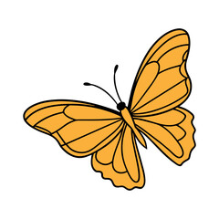 butterfly on white background