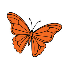 butterfly on white background