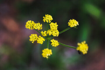 A close up of a yellow flower with a green stem. The flower is surrounded by green leaves and has a bright yellow color