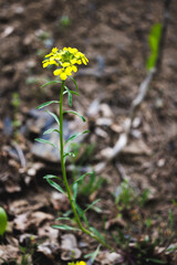 A yellow flower is standing tall in the dirt. The flower is the only thing visible in the image, and it is the main focus of the scene. The image has a simple and peaceful mood