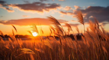 Sun setting over a field of tall grass. A picturesque view of the sun setting over a field of tall grass.