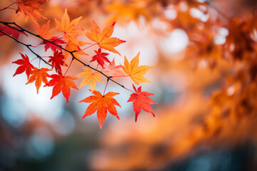 Orange maple leaves on a branch with bokeh in the background.