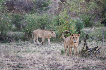 lion cub in the grass