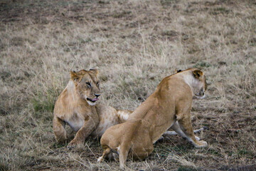 lioness and cub