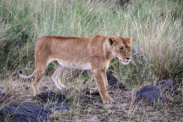 lioness in the grass