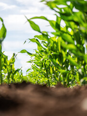 Low angle view of a vibrant corn field showcasing lush green agriculture on a farm