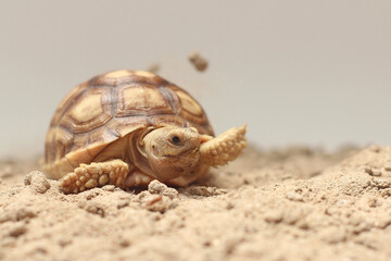 Cute small baby African Sulcata Tortoise in front of white background, African spurred tortoise...