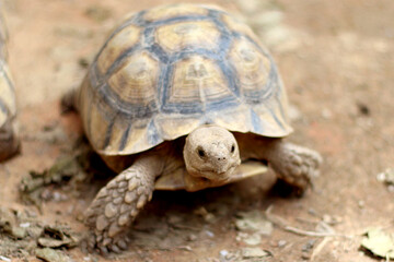 African Sulcata Tortoise Natural Habitat,Close up African spurred tortoise resting in the garden, Slow life ,Africa spurred tortoise sunbathe on ground with his protective shell ,Beautiful Tortoise