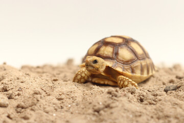 Cute small baby African Sulcata Tortoise in front of white background, African spurred tortoise isolated white background studio lighting,Cute animal