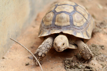 African Sulcata Tortoise Natural Habitat,Close up African spurred tortoise resting in the garden, Slow life ,Africa spurred tortoise sunbathe on ground with his protective shell ,Beautiful Tortoise