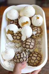 Africa spurred tortoise being born, Tortoise Hatching from Egg, Cute portrait of baby tortoise hatching, Birth of new life,Natural Habitat
