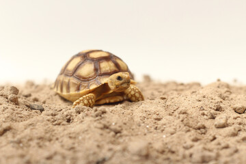 Obraz premium Cute small baby African Sulcata Tortoise in front of white background, African spurred tortoise isolated white background studio lighting,Cute animal