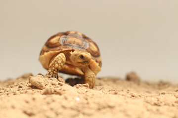 Cute small baby African Sulcata Tortoise in front of white background, African spurred tortoise...