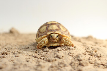 Cute small baby African Sulcata Tortoise in front of white background, African spurred tortoise...