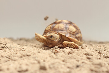 Cute small baby African Sulcata Tortoise in front of white background, African spurred tortoise isolated white background studio lighting,Cute animal