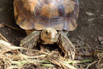 African Sulcata Tortoise Natural Habitat,Close up African spurred tortoise resting in the garden, Slow life ,Africa spurred tortoise sunbathe on ground with his protective shell ,Beautiful Tortoise