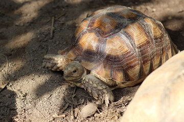 African Sulcata Tortoise Natural Habitat,Close up African spurred tortoise resting in the garden,...