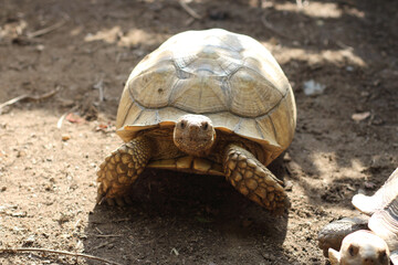 African Sulcata Tortoise Natural Habitat,Close up African spurred tortoise resting in the garden, Slow life ,Africa spurred tortoise sunbathe on ground with his protective shell ,Beautiful Tortoise