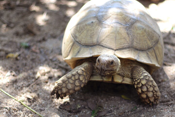 African Sulcata Tortoise Natural Habitat,Close up African spurred tortoise resting in the garden, Slow life ,Africa spurred tortoise sunbathe on ground with his protective shell ,Beautiful Tortoise