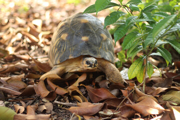Portrait of radiated tortoise,The radiated tortoise eating flower ,Tortoise sunbathe on ground with his protective shell ,cute animal ,Astrochelys radiata ,The radiatedtortoise from Madagascar