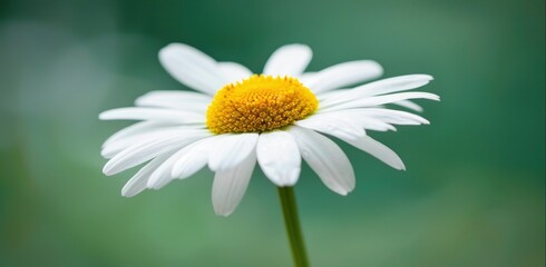 Fototapeta premium Close-up of a White Daisy Flower with Yellow Center on a Blurred Bokeh Background - Generative AI