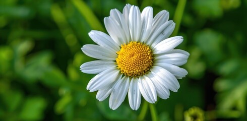 Obraz premium Close-up of a White Daisy Flower with Yellow Center on a Blurred Bokeh Background - Generative AI