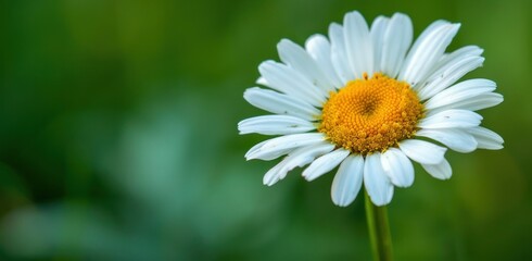 Obraz premium Close-up of a White Daisy Flower with Yellow Center on a Blurred Bokeh Background - Generative AI