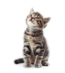 Adorable Grey Tabby Kitten Sitting and Looking Curiously with Big Eyes Isolated on White Background - Generative AI