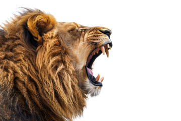Roaring lion head isolated on white background, png