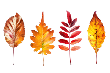 Set of five different orange leaves in autumn isolated on transparent background.