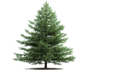 A small pine tree stands against a plain white background