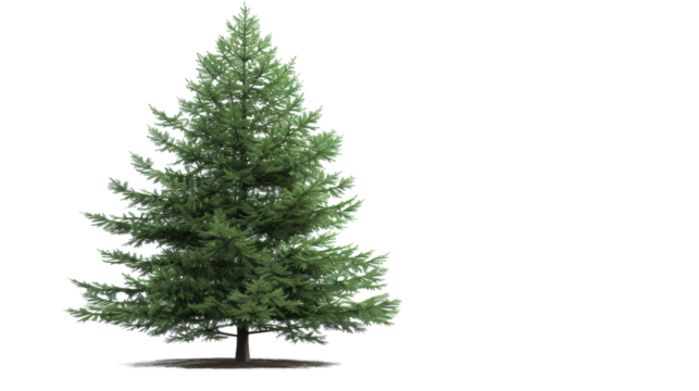 A small pine tree stands against a plain white background