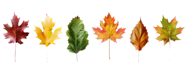 Set of five different orange leaves in autumn isolated on transparent background.