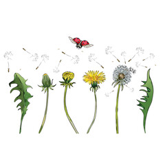 Ladybug on dandelion hand drawing illustration 