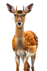 Close up of deer with its head turned to the side.