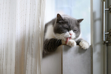 British shorthair cat lying on windowsill licking paws