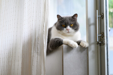 British shorthair cat lying on window sill