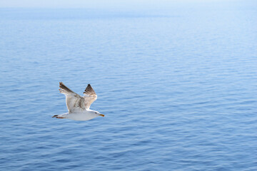 seagull in flight - aegean sea, near Kavala