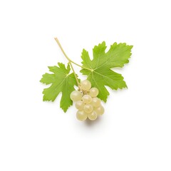 Fresh white grape bunch with green leaves isolated on white background, perfect for wine making and healthy fruits concept.