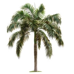 Fototapeta premium a tree on white background