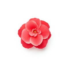 High-quality image of a single pink and red camellia flower with delicate petals on a white background, ideal for nature and floral designs.