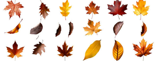 Collection of autumn leaves from various trees isolated on transparent background.