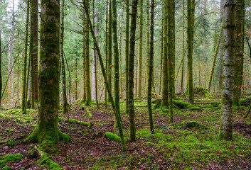 Forêt en hiver