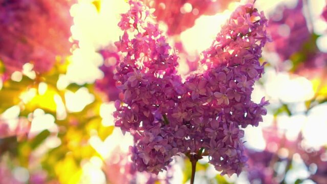 Beautiful lilac blooms in bright sunlight against a background of green plants. View of charming purple flowers swaying in the wind. Calm lilac branch on a spring day. Floral concept